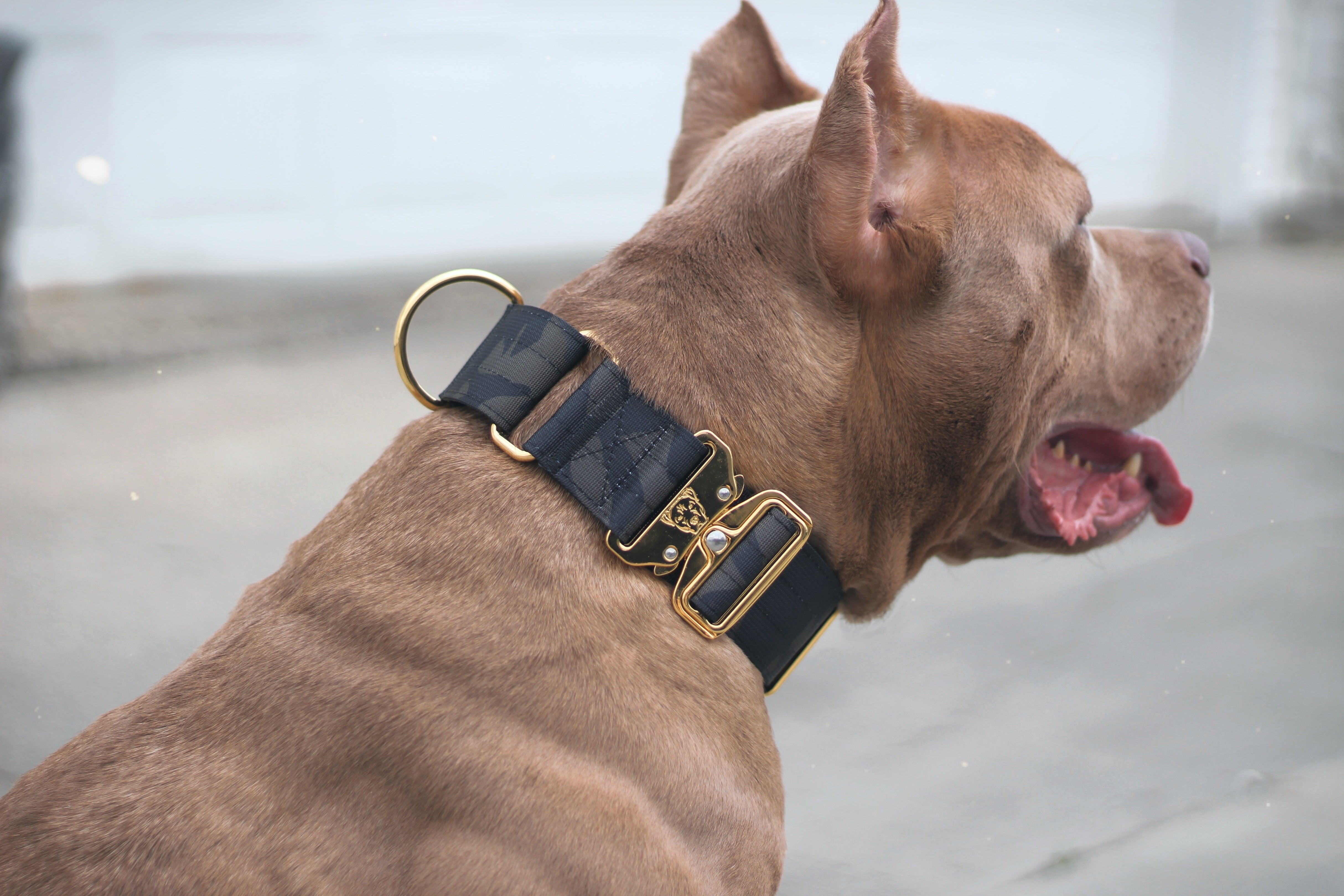 Best martingale collar for pitbull hotsell