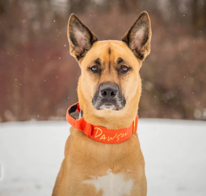 Best collar for giant breed dogs best sale