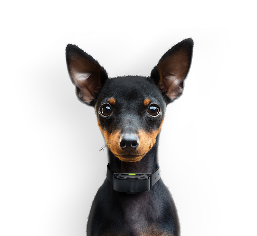 E collar top for reactive dogs
