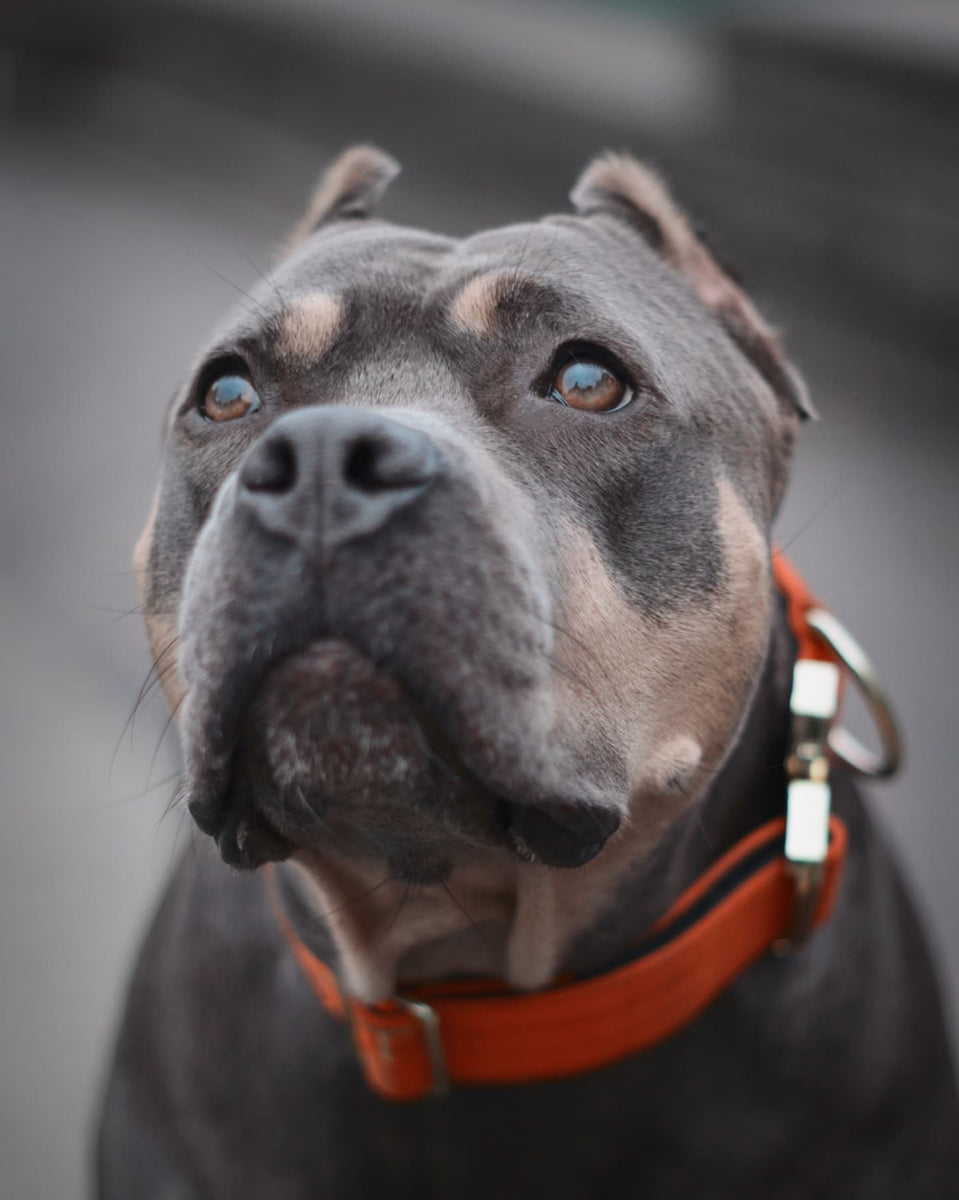 Pit Bulls and The Dog Owners' Liability Act