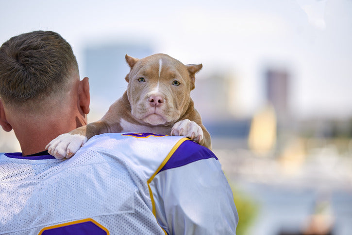 Pocket Pitbulls - What You Need to Know About This Adorable Breed