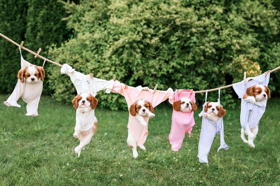 The Benefits of Dog Onesies - Keeping Your Pet Comfortable and Stylish