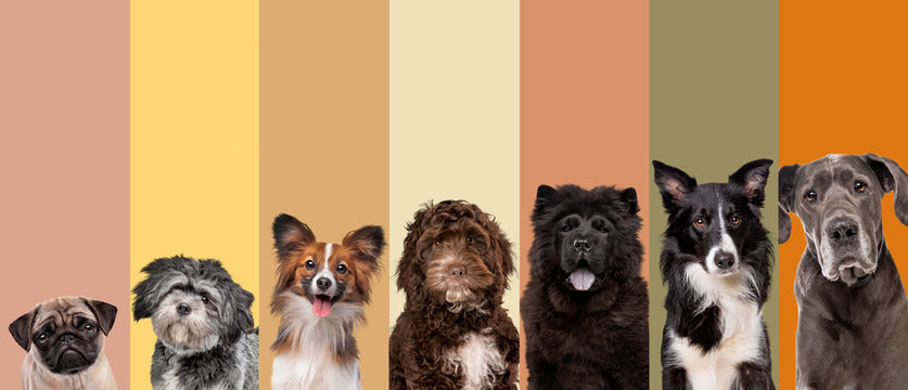What Is Considered a Large Dog