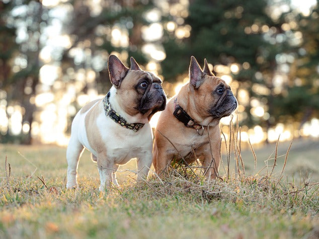 Dog collars for french bulldogs best sale