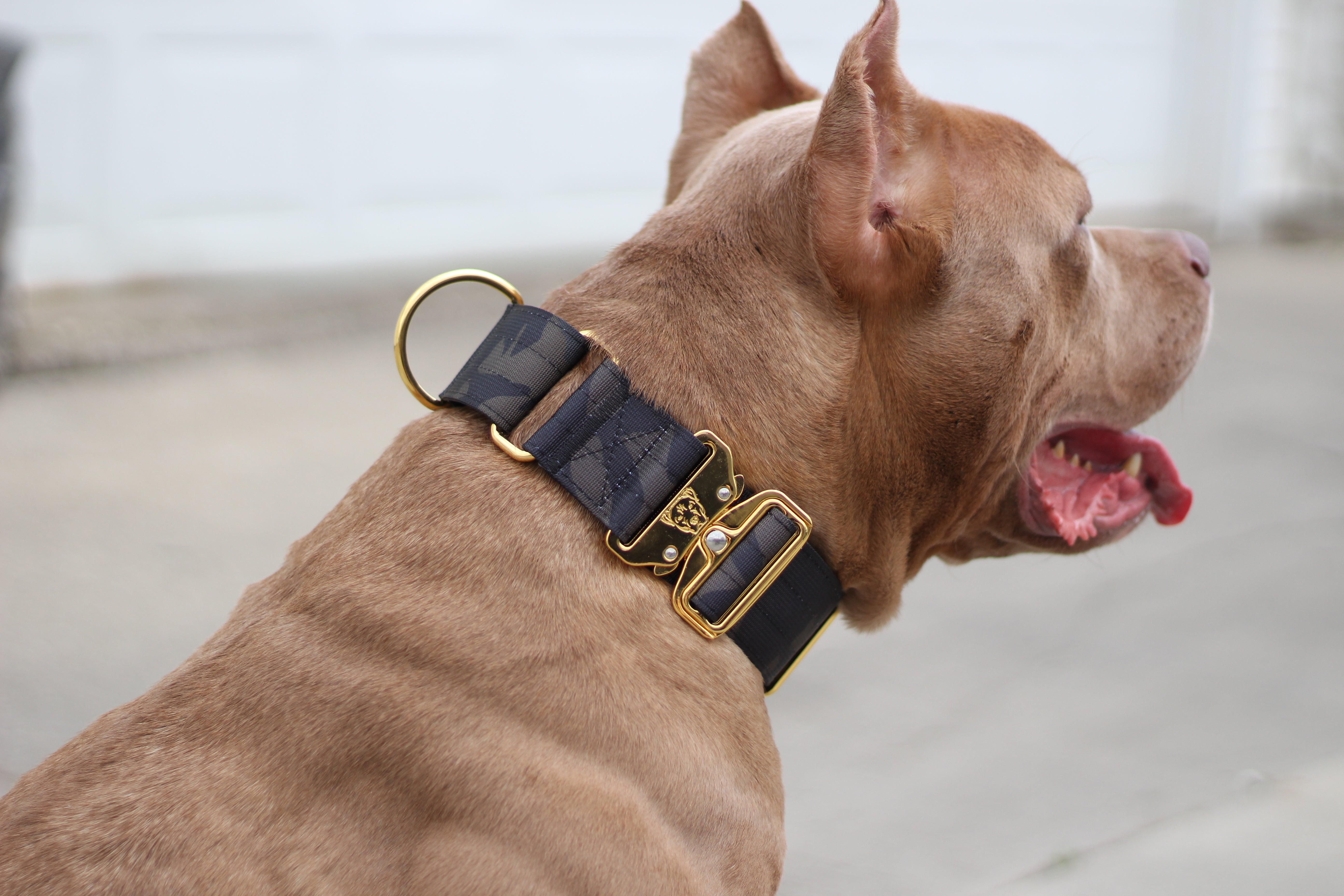 Martingale collar pet valu hotsell