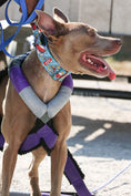 Load image into Gallery viewer, 2" Tacti Luxe Dog Collar - Superhero