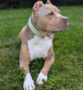 Load image into Gallery viewer, 2" Tacti Luxe Dog Collar - Rose Gold - Honeydew