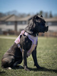 Load image into Gallery viewer, HNTR 3.0 Dog Harness - Sofia
