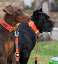 Load image into Gallery viewer, 2" Tacti Luxe Dog Collar - Gold Cognac