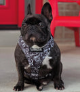 Load image into Gallery viewer, Terrain Dog Airtag Harness - Tattoo