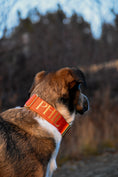 Load image into Gallery viewer, 2" Tacti Luxe Dog Collar - Gold Cognac