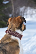 Load image into Gallery viewer, 2" Tacti Luxe Dog Collar - Rose Gold - Chocolate