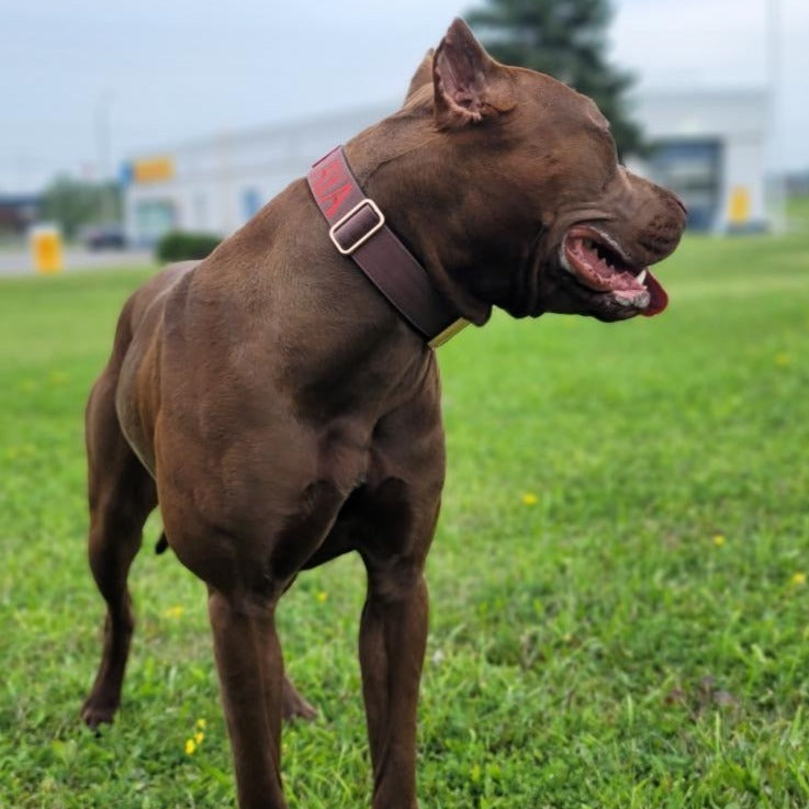 1.5" Tacti Dog Collar Slim Luxe - Rose Gold - Chocolate