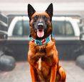 Load image into Gallery viewer, 2" Tacti Luxe Dog Collar - Superhero