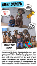 Load image into Gallery viewer, 2" Tacti Luxe Dog Collar - Superhero