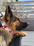 Load image into Gallery viewer, 2" Tacti Luxe Dog Collar - Canadian