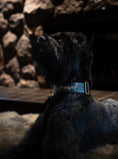 Load image into Gallery viewer, 2" Leather Dog Collar - Nero Milano