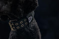 Load image into Gallery viewer, Expedition Dog Collar - Black