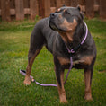 Load image into Gallery viewer, Dog Slip Lead - Sofia