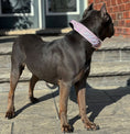 Load image into Gallery viewer, Expedition Dog Collar - Sofia