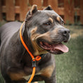 Load image into Gallery viewer, Dog Slip Lead - Mango