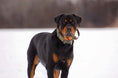 Load image into Gallery viewer, 2" Tactik Dog Collar - Olive