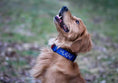 Load image into Gallery viewer, 1.5" Tacti Slim Dog Collar - Cobalt