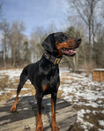 Load image into Gallery viewer, 2" Tacti Luxe Dog Collar - Gold Camo