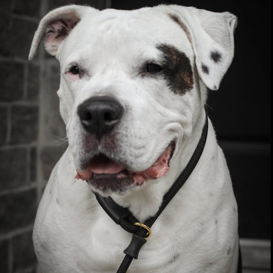 Dog Slip Lead - Noir