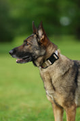 Load image into Gallery viewer, 1.5" Tacti Lite Dog Collar - Buttercream (no handle)