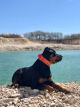 Load image into Gallery viewer, 2" Tacti Luxe Dog Collar - Gold Cognac