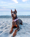Load image into Gallery viewer, 2" Tacti Luxe Dog Collar - Rose Gold - Sofia