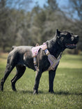 Load image into Gallery viewer, HNTR 3.0 Dog Harness - Sofia