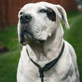 Load image into Gallery viewer, Dog Slip Lead - Olive