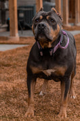 Load image into Gallery viewer, 1.5" Tacti Lite Dog Collar - Sofia (no handle)