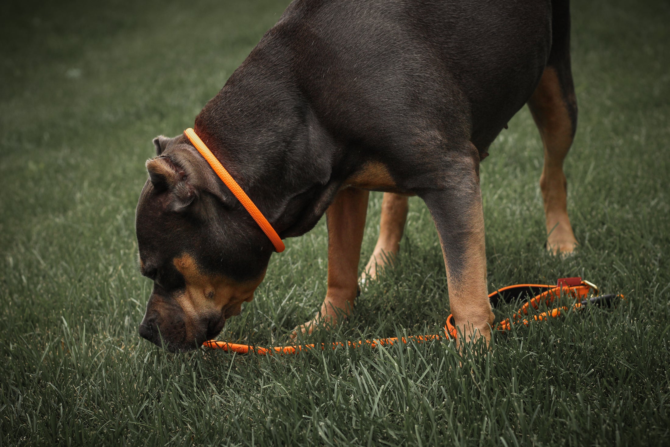 Dog Slip Lead - Mango