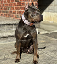 Load image into Gallery viewer, Expedition Dog Collar - Sofia