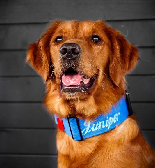 2" Tactik Dog Collar - Cobalt