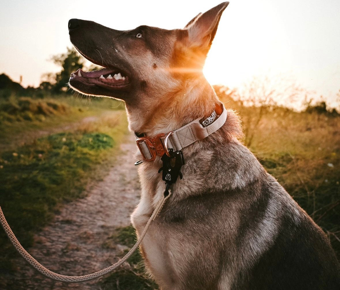 TRUEGRIP Dog Leash - Buttercream