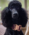 Load image into Gallery viewer, 2" Tacti Luxe Dog Collar - Rose Gold - Chocolate