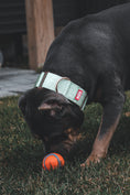 Load image into Gallery viewer, 2" Luxe Martingale Dog Collar - Rose Gold - Honeydew