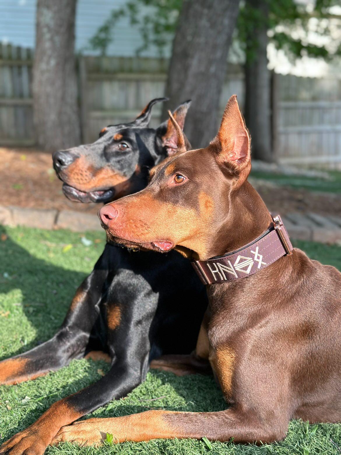 2" Tacti Luxe Dog Collar - Rose Gold - Chocolate