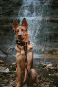 Load image into Gallery viewer, 2" Tacti Luxe Dog Collar - Rose Gold - Chocolate