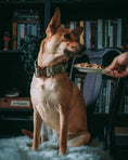 Load image into Gallery viewer, 1.5" Tacti Dog Collar Slim Luxe - Rose Gold - Honeydew