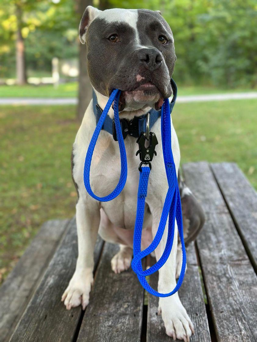 TRUEGRIP Dog Leash - Cobalt
