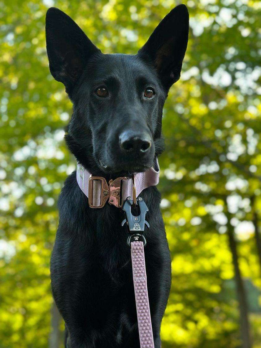 TRUEGRIP Dog Leash - Sofia