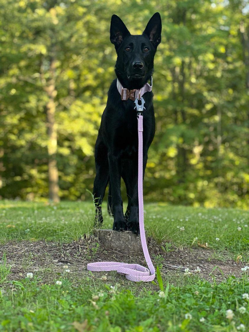 TRUEGRIP Dog Leash - Sofia