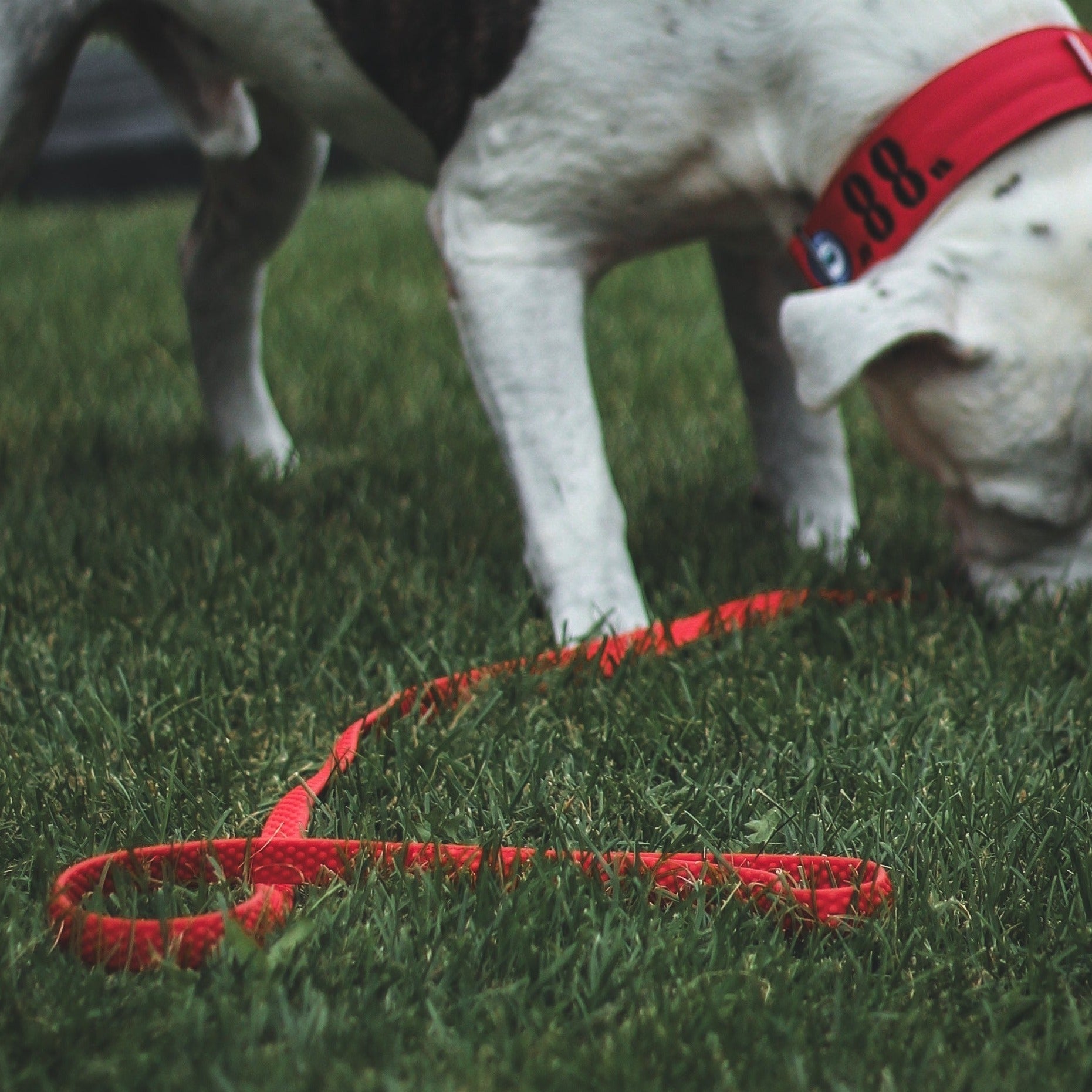 TRUEGRIP Dog Leash - Apple
