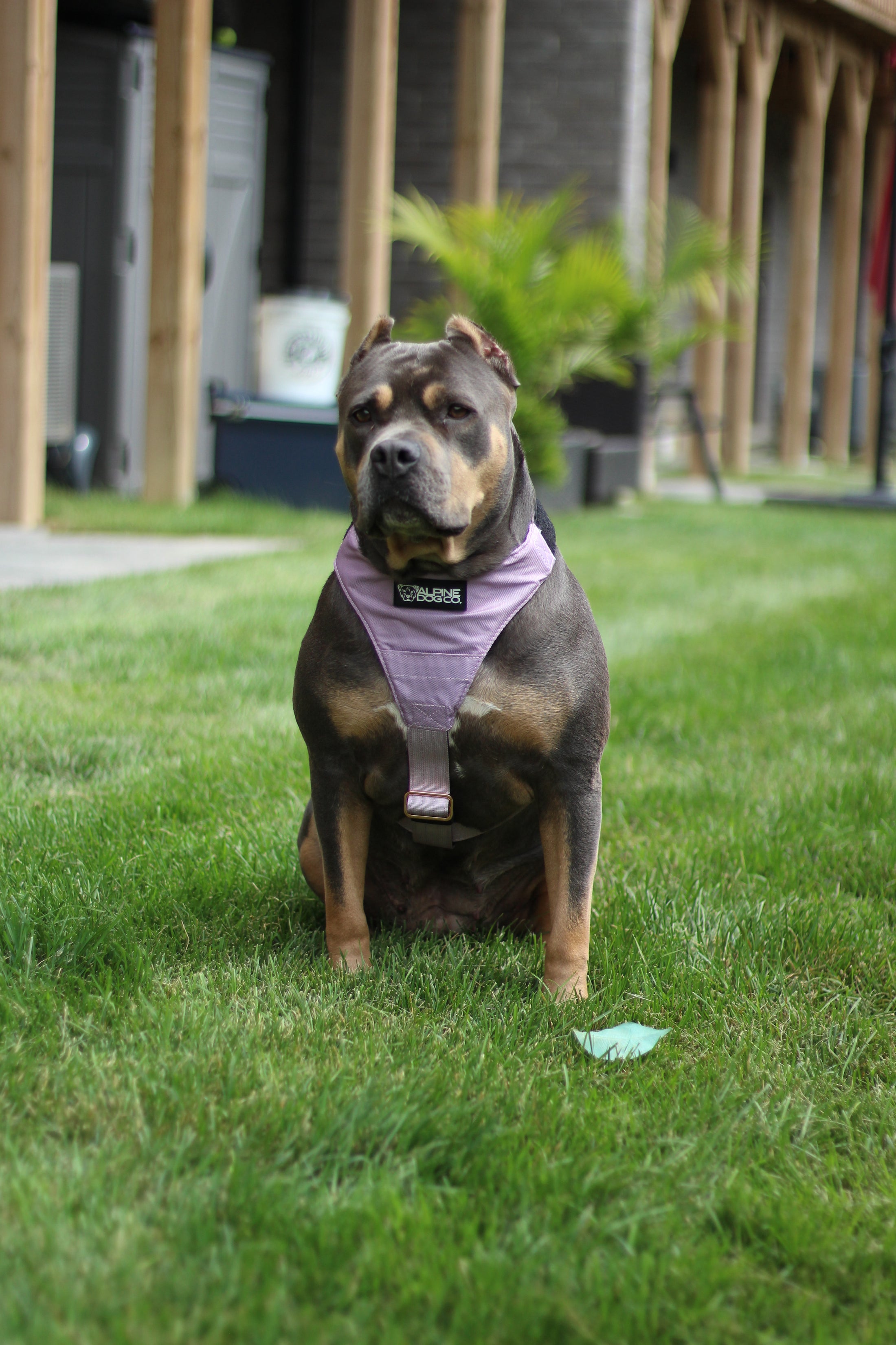 Terrain Dog Airtag Harness - Sofia