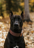 Load image into Gallery viewer, 2" Tacti Luxe Dog Collar - Rose Gold - Chocolate